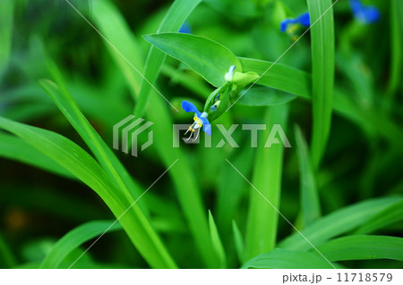 ツユクサの花 ツユクサの花 11718579