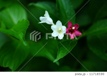 ハコネウツギの花 11718590