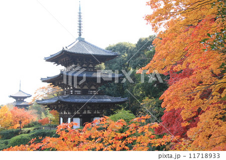 紅葉の當麻寺 紅葉の當麻寺 11718933