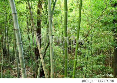 ハチク ハチク 11719146