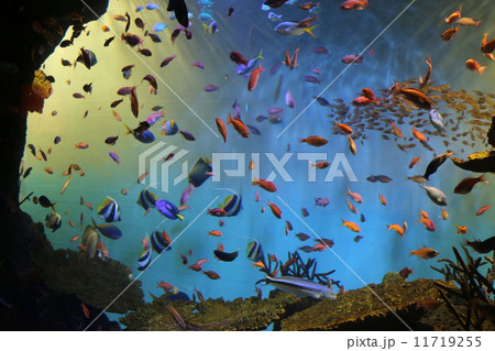 宮島水族館 宮島水族館 11719255