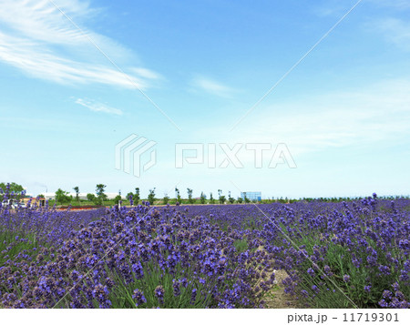 紋別のラベンダー畑 11719301