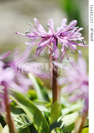 ショウジョウバカマ 11719341