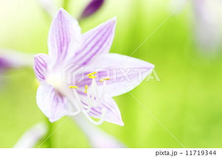 擬宝珠 擬宝珠 11719344