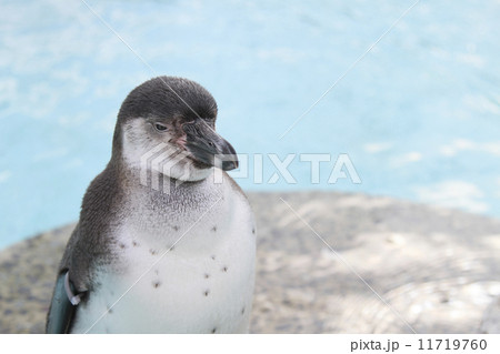 ペンギン ペンギン 11719760