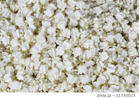 the jasmine for create thai garland at street market 11720025
