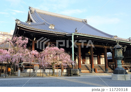 京都　佛光寺の紅枝垂れ桜 11720318
