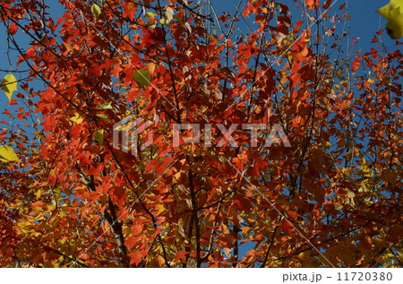 紅葉 11720380