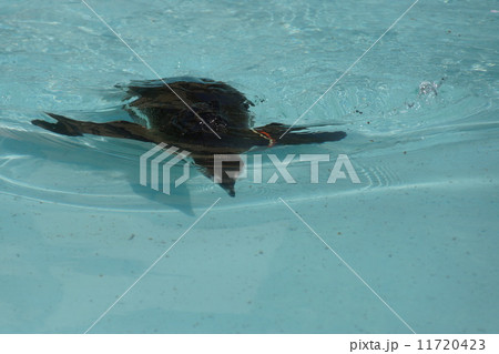 フンボルトペンギン 11720423