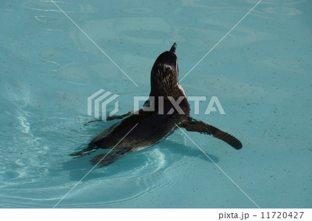 フンボルトペンギン 11720427