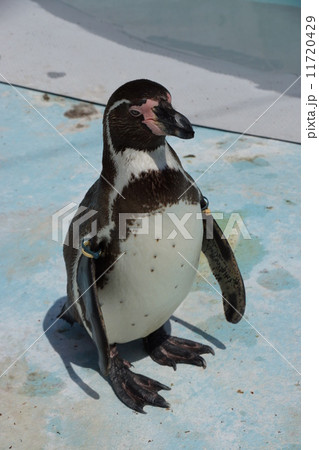 フンボルトペンギン 11720429