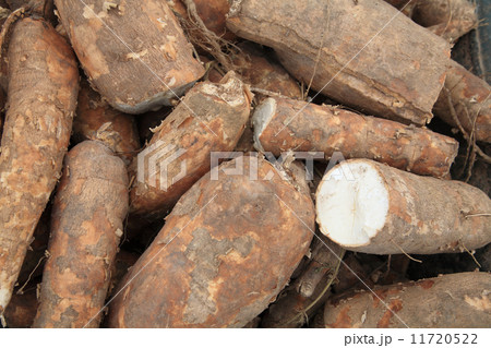 Cassava bulb Cassava bulb 11720522
