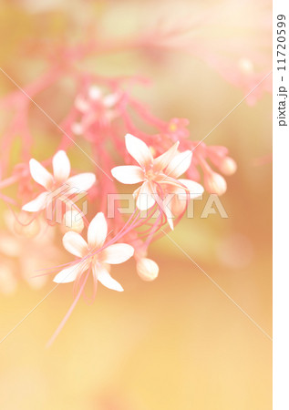 beautiful flowers with color filters 11720599