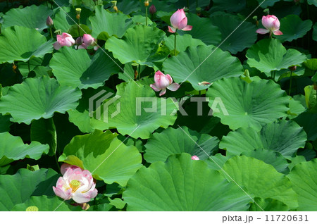 蓮池に咲いたピンク色の蓮（東寺(教王護国寺)／京都市南区九条） 11720631