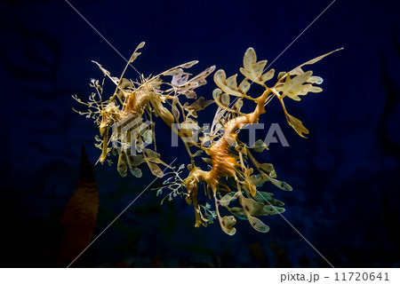 Leafy Seadragon - 993 11720641
