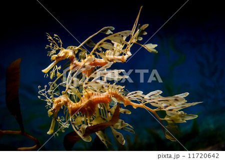 Leafy Seadragon - 1002 11720642