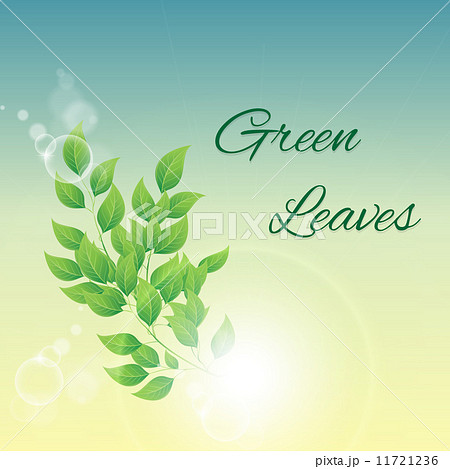 Branch with green leaves Branch with green leaves 11721236
