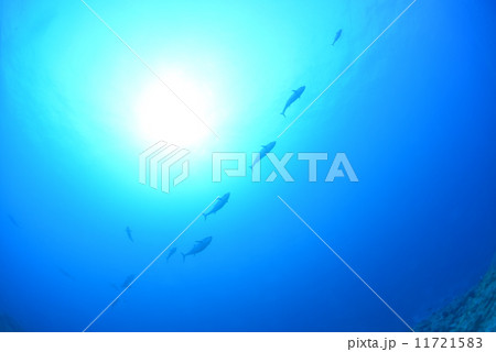 イソマグロ 11721583