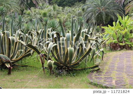 初島のリュウゼツラン 初島のリュウゼツラン 11721824