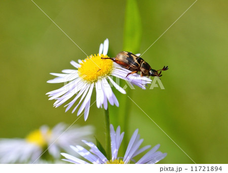姫女苑の花にセマダラコガネ 11721894
