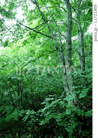 ブナの森 11721909