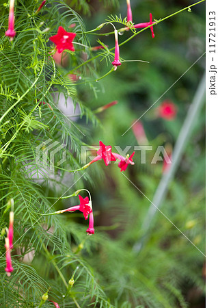 ルコウソウ ルコウソウ 11721913