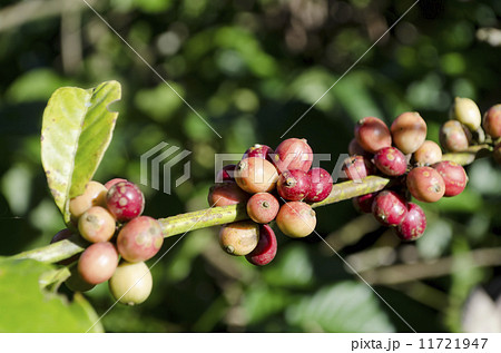 Coffee Beans Coffee Beans 11721947