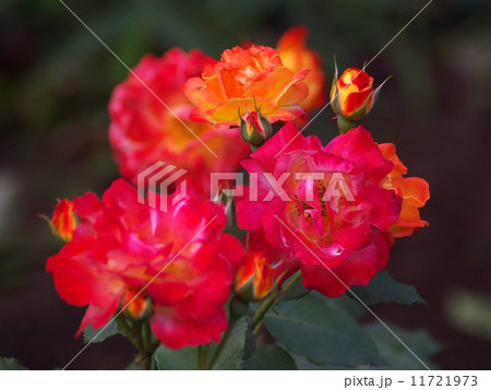 ふれ太鼓オレンジ色の花と蕾 ふれ太鼓オレンジ色の花と蕾 11721973