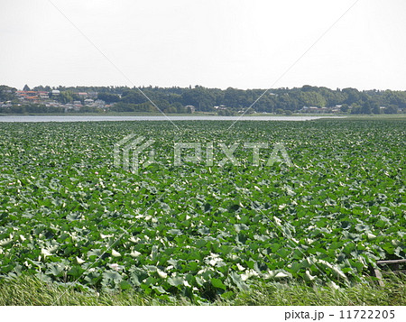 夏の手賀沼ハスの群生地 夏の手賀沼ハスの群生地 11722205