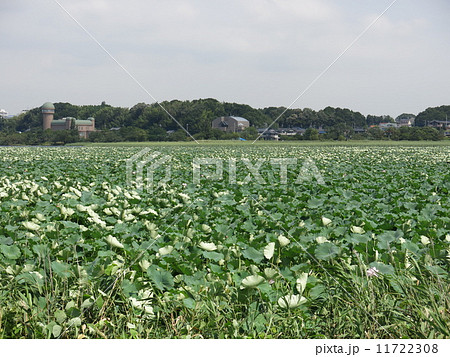 ハスが咲く夏の手賀沼ハスの群生地 11722308