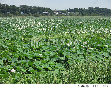 ハスが咲く夏の手賀沼ハスの群生地 ハスが咲く夏の手賀沼ハスの群生地 11722385