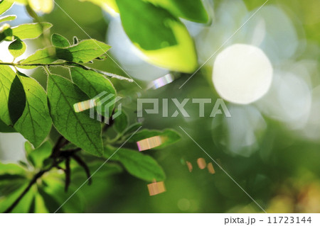 森のひかり（木漏れ日とクモの巣のプリズム） 11723144