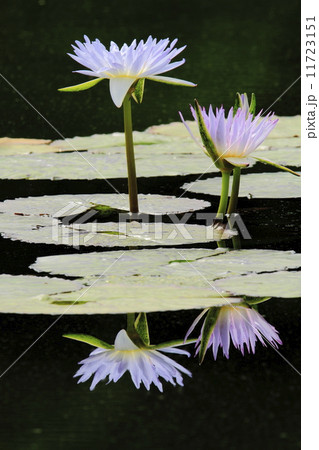 逆さスイレン 11723151