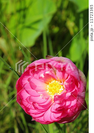 蓮の花 11723365