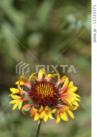 ヤグルマテンニンギク（矢車天人菊） 11723371