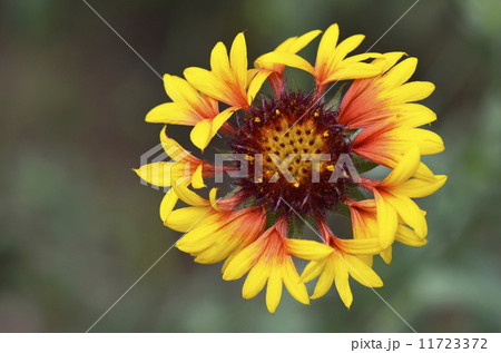 ヤグルマテンニンギク（矢車天人菊） 11723372