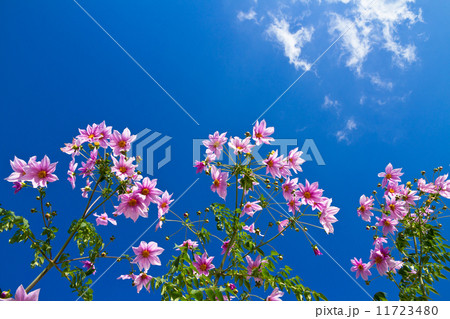 木立ダリア 11723480