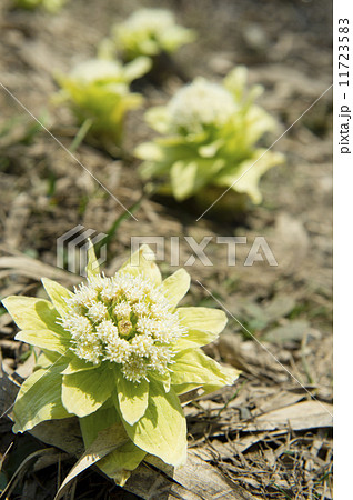 ふきのとう ふきのとう 11723583
