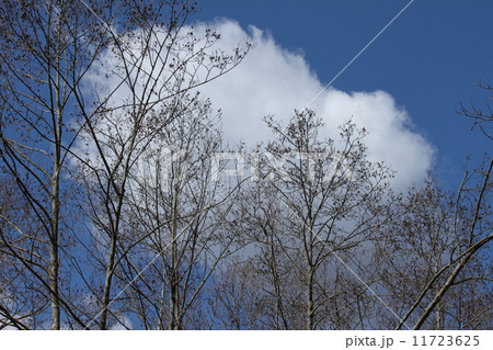 雲と林 11723625