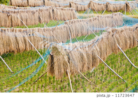 稲干し 11723647