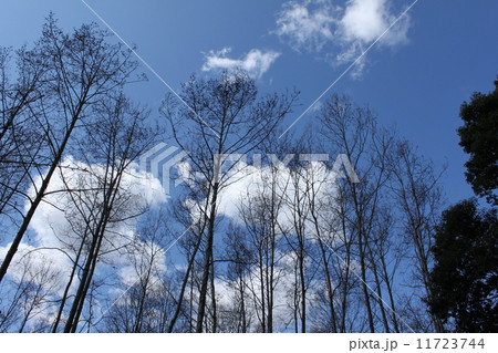 疎林と青空 疎林と青空 11723744