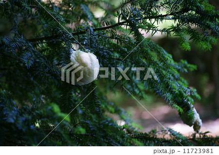 モリアオガエルの卵塊 11723981