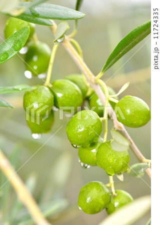オリーブの実 11724335