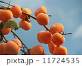 柿と空 11724535