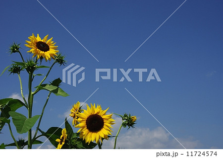 ひまわりと青空 ひまわりと空 ひまわりと青空 ひまわりと空 11724574