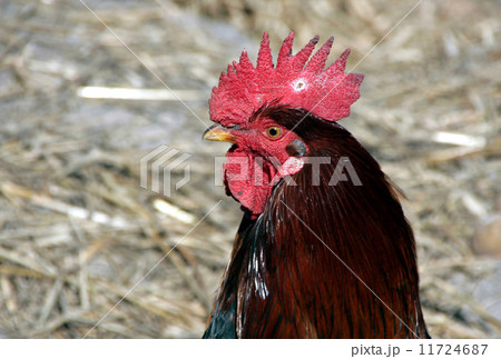 Cock Cock 11724687