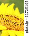ひまわり 11725195