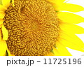 ひまわり 11725196