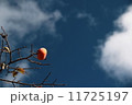柿と秋空 11725197