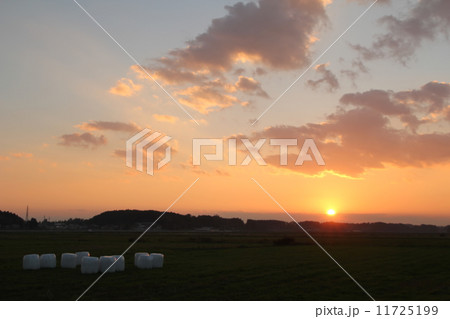 稲刈り 夕暮れ 稲刈り 夕暮れ 11725199
